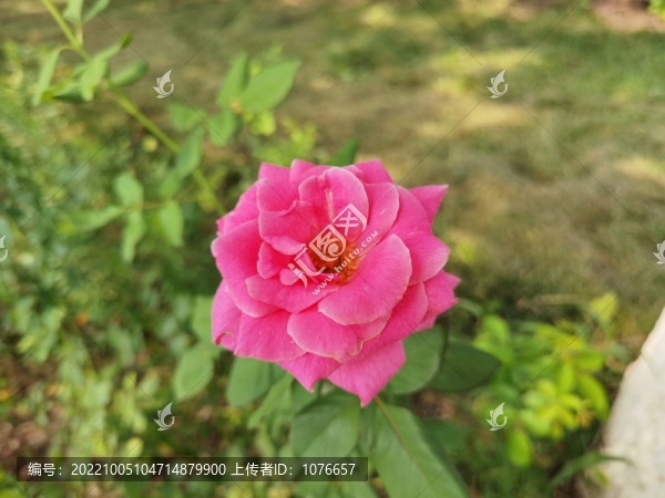 玫瑰花