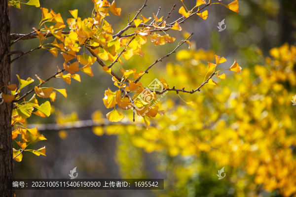 銀杏樹