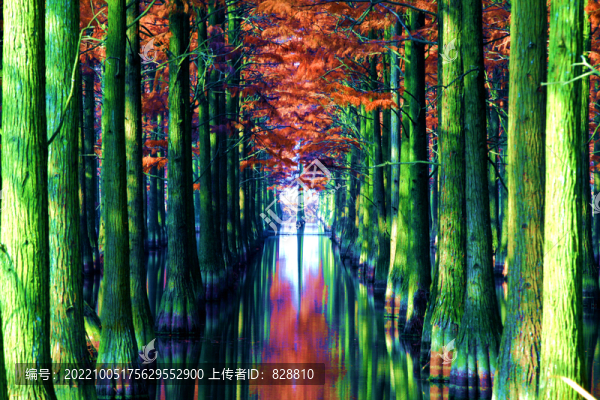 水上紅杉