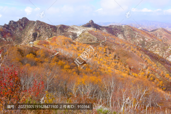 高山上的白樺林