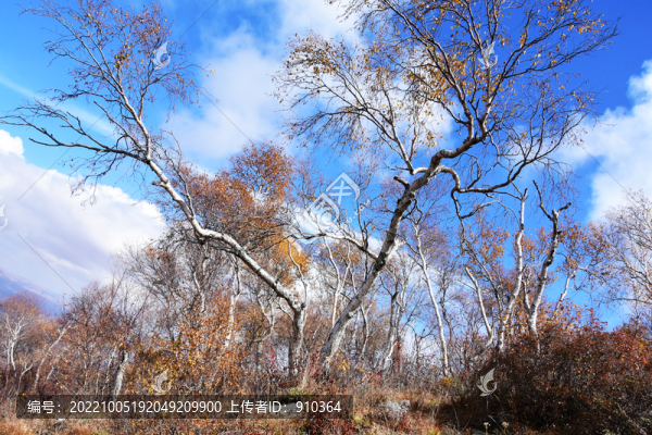 白樺樹風(fēng)景