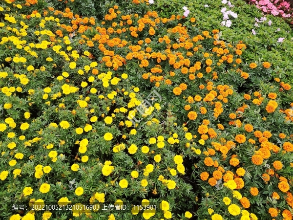 花園
