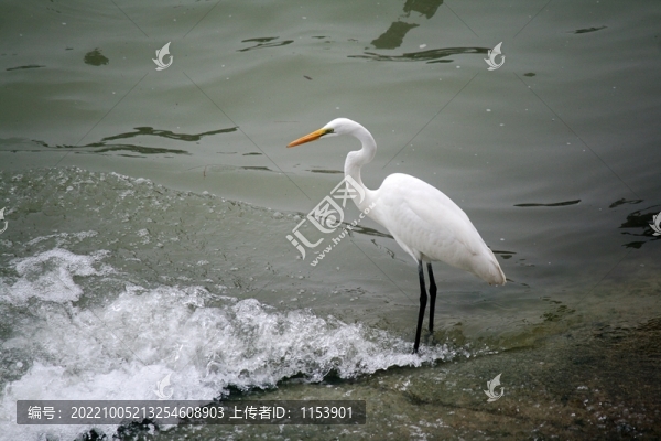 白鷺