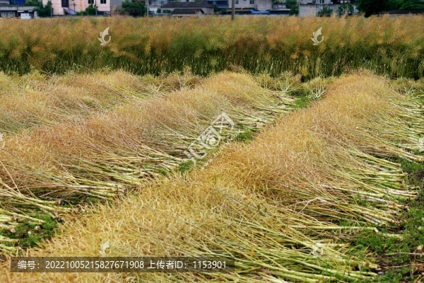 油菜豐收
