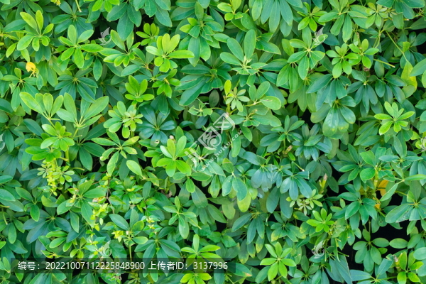 綠植背景墻