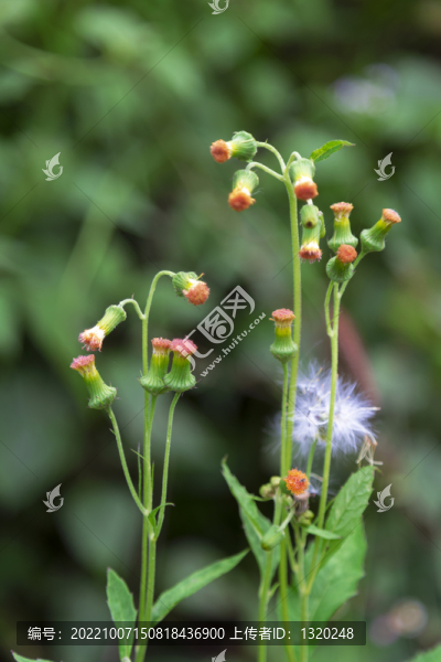 綠色植物