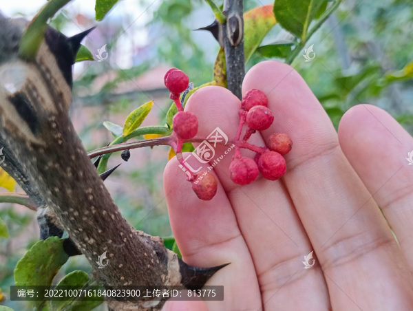 采摘紅花椒