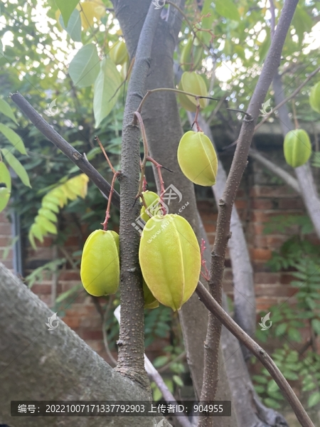 楊桃