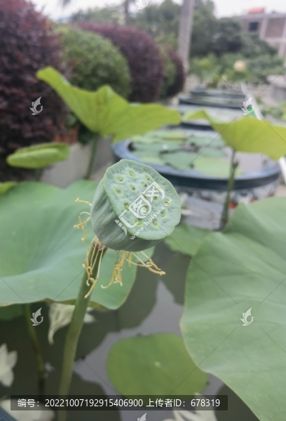 荷花蓮花蓮蓬