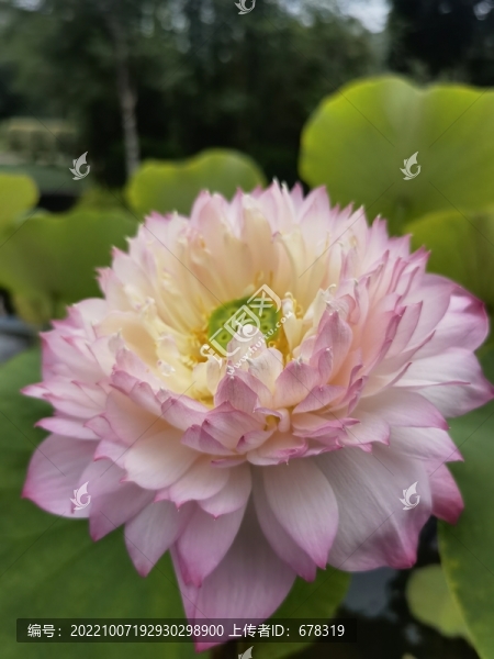 蓮花荷花