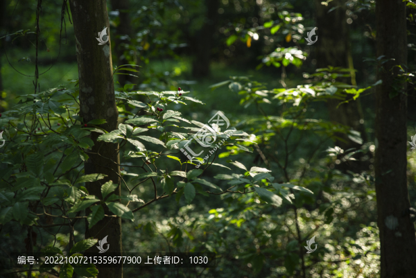 陽光森林植物唯美