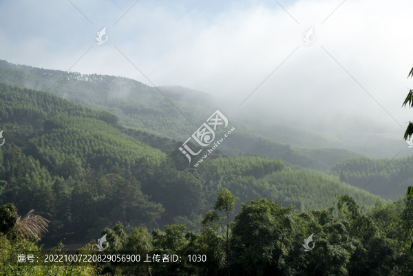 山林樹木
