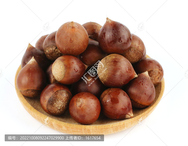 錐栗