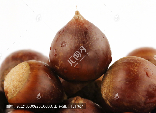 生錐栗