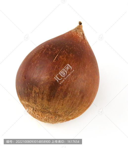 生錐栗