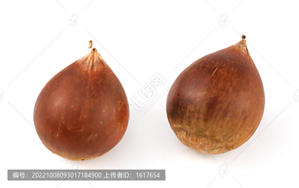生錐栗