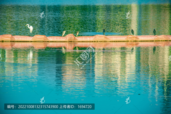 曬太陽的鷺鳥