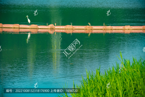 曬太陽(yáng)的鷺鳥(niǎo)