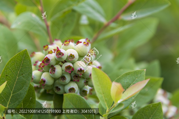 碩果累累的藍(lán)莓