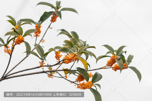 白色背景下的桂花丹桂