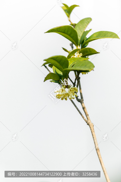 白色背景下的桂花