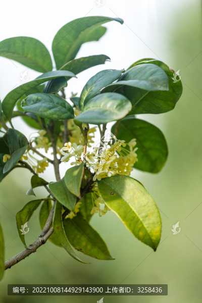 清新鮮嫩的桂花