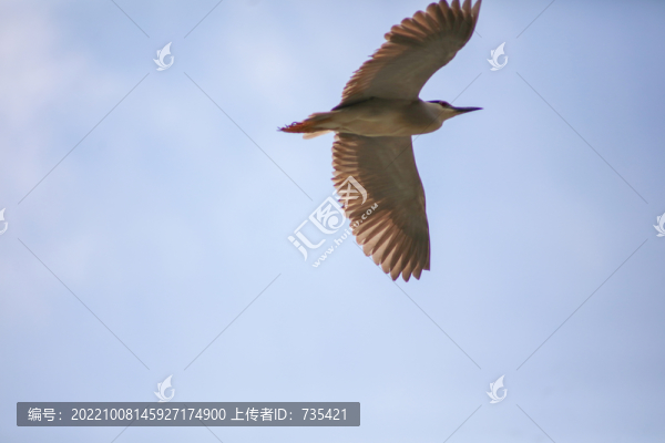 飛鳥