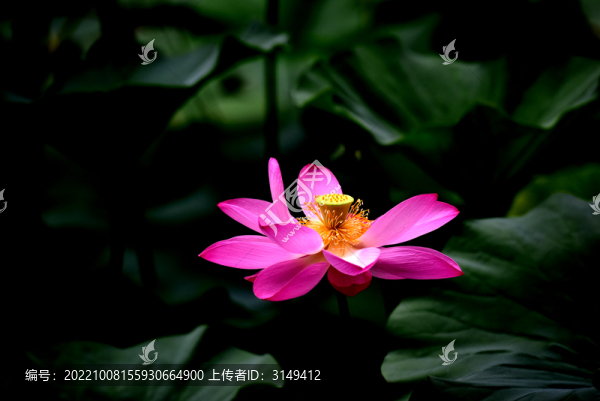 荷花