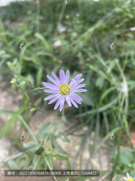 小野菊