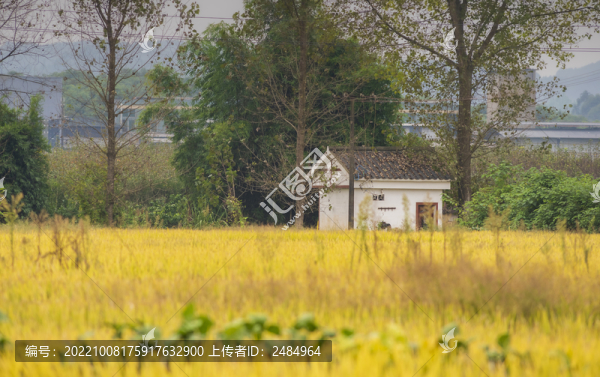 稻田風(fēng)光