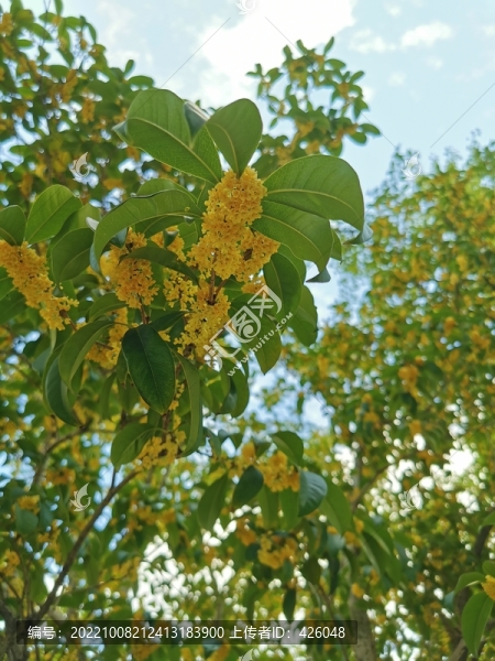 桂花樹