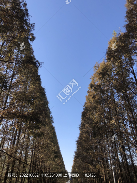 樹木天空剪影