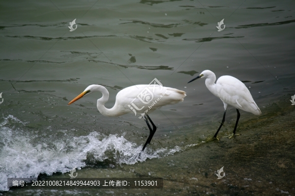 白鷺