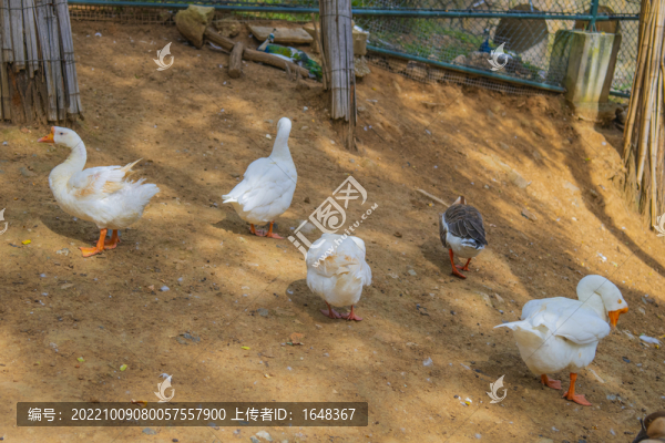 坡地上一群白鵝與一只棕色鵝