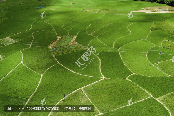 稻田