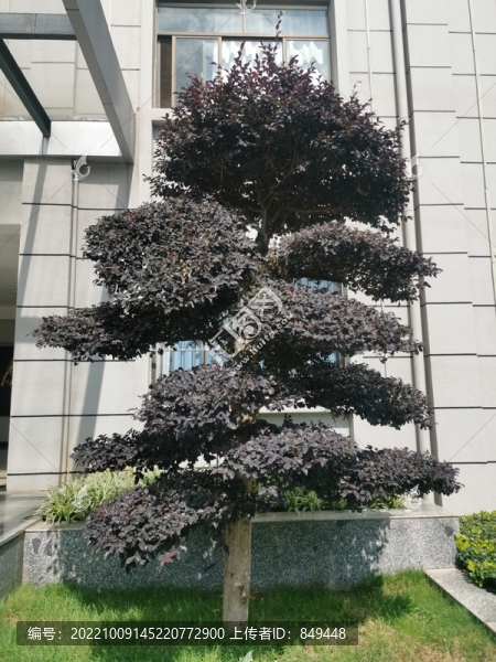 紅花繼木老樁