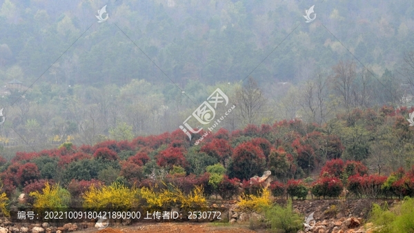 層林盡染