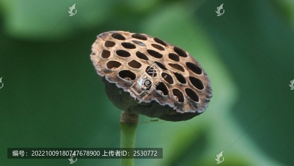 蓮蓬