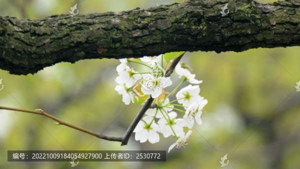 梨花