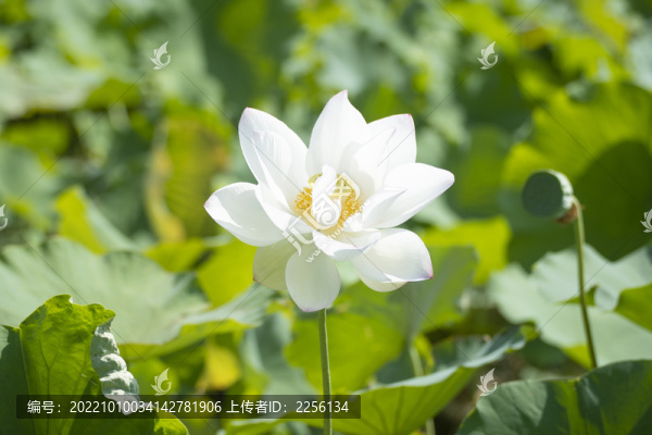 荷花池