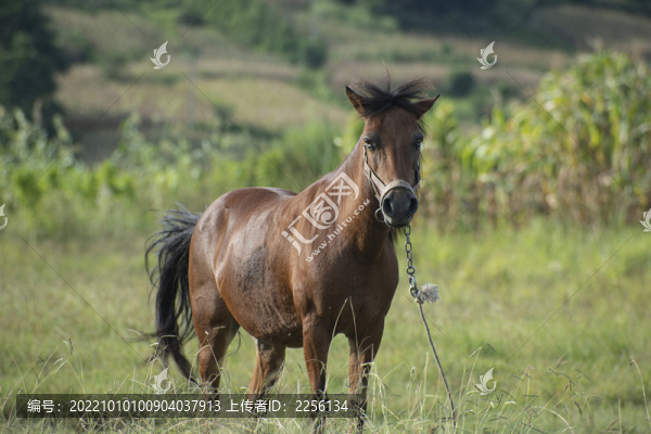 馬