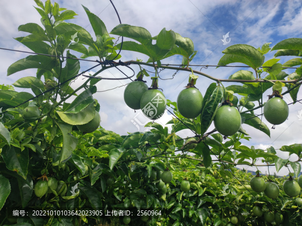 百香果
