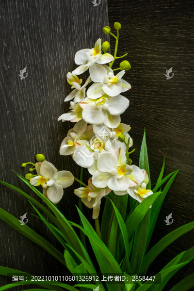 蘭花