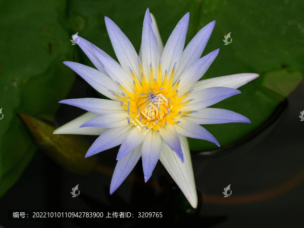 睡蓮花中睡美人