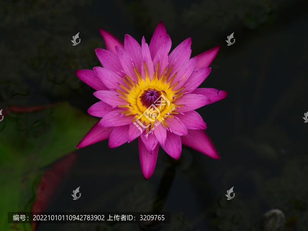 睡蓮花中睡美人