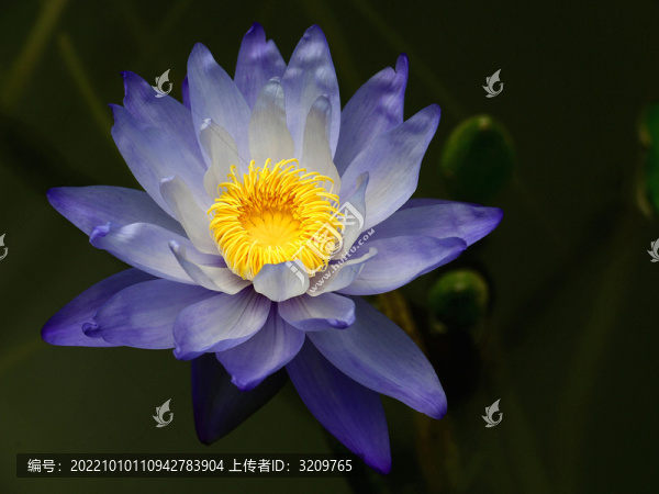 睡蓮花中睡美人