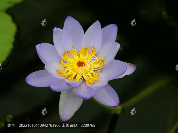 睡蓮花中睡美人