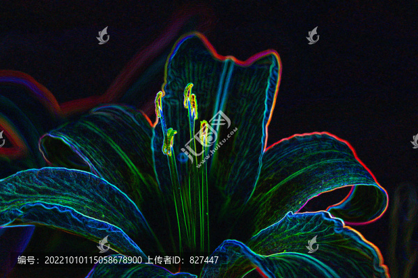 郁金香高清圖片