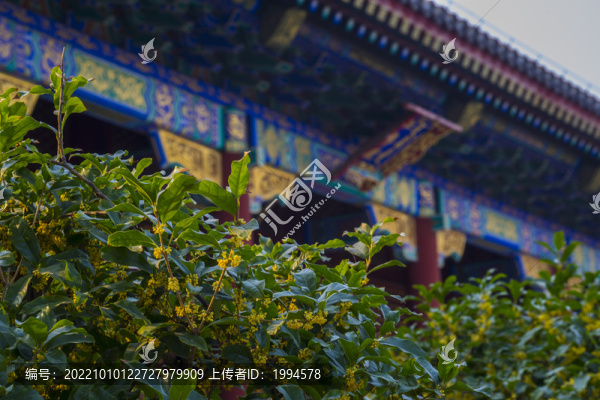 桂花