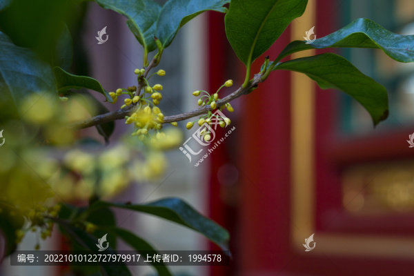 金桂